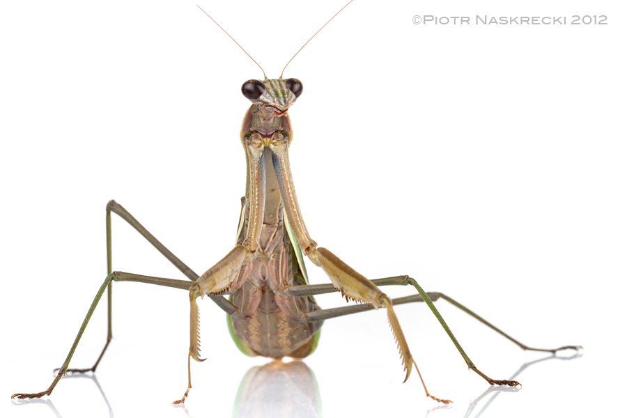 tenodera.jpg?w=640