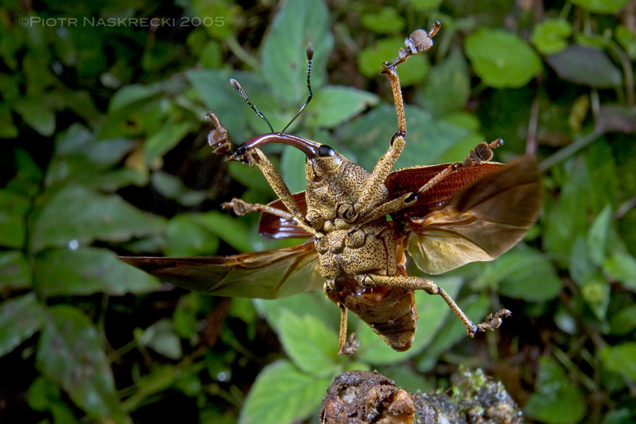 A Costa Rican weevil Cholus cinctus in flight. [Canon 1D MkII, Canon 16-35mm, 2 speedlights Canon 580EX]