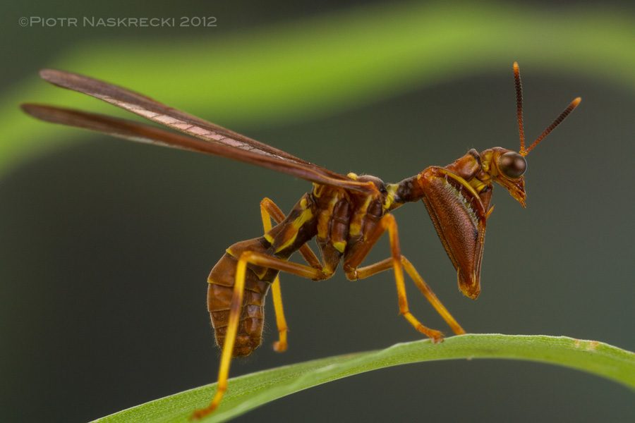 Several species of mantidflies are mimics of wasps. North American Climacella brunnea mimics polystine wasps, and local color morphs of this species resemble the dominant wasp species in the area (this individual is from Massachusetts.) [Canon 7D, Canon 100mm macro, 3 speedlights Canon 580EXII]