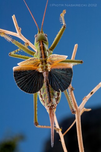 It is pretty clear how the Black-winged clonia got its name: both males and females flash their wings and produce loud, rustling sound when disturbed. [Canon 5D, Canon 100mm macro, 2 speedlights Canon 580EX + MT 24EX twin light]