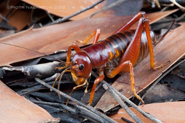 Male Parktown Prawn (Libanasdus vittatus) from the Modjadji Cycad Reserve in Limpopo. [Canon 1Ds MkII, Canon 100mm macro, 2 speedlights Canon 580EX]