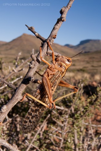 Brown locust (Locustana pardalina) [Canon 5D, Canon 16-35mm]