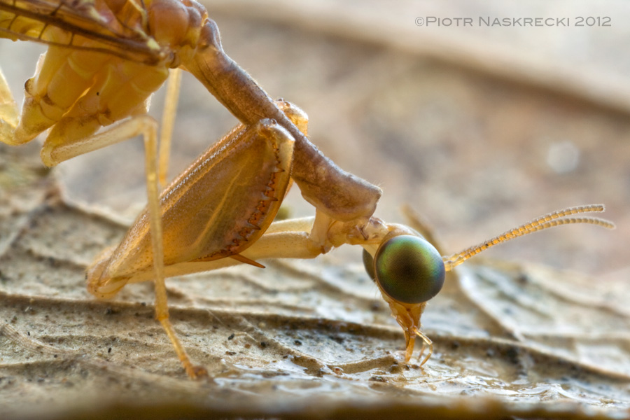 Mantidfly (Leptomantispa sp.) from Saba, Dutch West Indies. [Canon 1Ds MkII, Canon 100mm macro, 2 speedlights Canon 580EX + MT 24EX twin light]