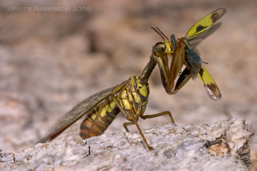 Mantidfly (Pseudoclimaciella sp.) from Botswana devouring a planthopper. [Canon 10D, Canon MP-E 65mm macro, Canon MT-24EX twin light]