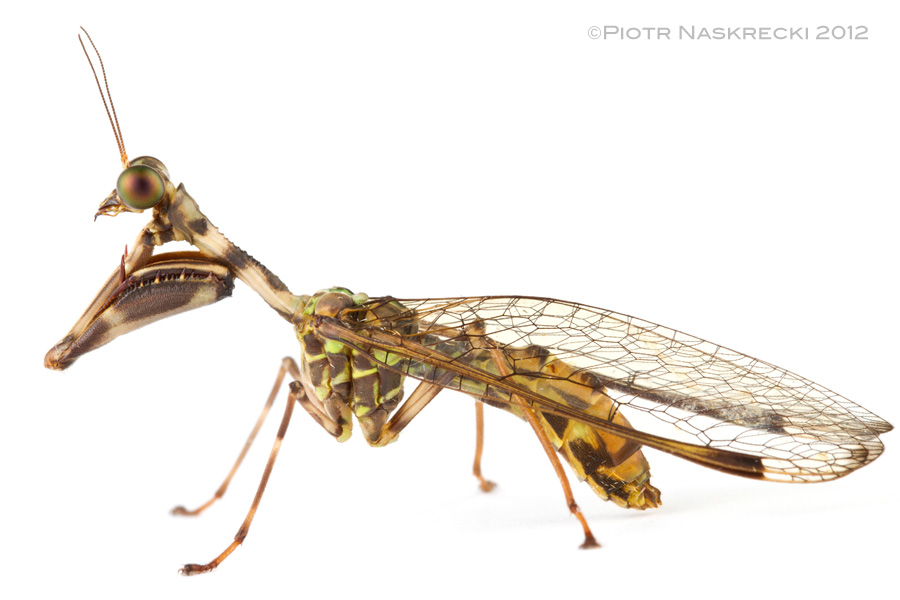 Mantidfly (Dicromantispa sp.) from Costa Rica. [Canon 7D, Canon 100mm macro, 3 speedlights Canon 580EXII]