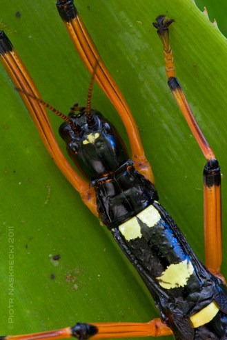 Aposemtic walking stick Megalocrania batesi from Papua New Guinea. [Canon 1Ds MkII, Canon 180mm macro, 2 speedlights Canon 580EX]