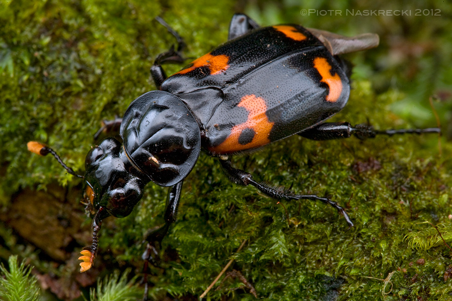 Burying beetle Nicrophorus heurni from Papua New Guinea. [Canon 1Ds MkII, Canon 100mm macro, 2 speedlights Canon 580EX]
