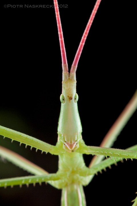The genus Perigueyella from South Africa includes very long but very slender predatory katydids. [Canon 1Ds MkII, Canon 100mm macro, 2 speedlights Canon 580EX + MT 24EX twin light]