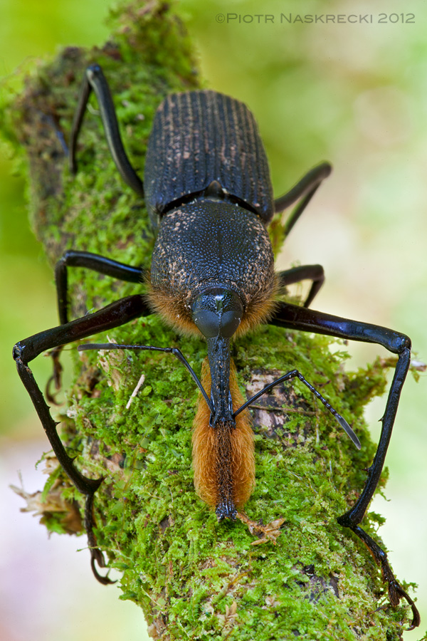 The bearded weevil (Rhinostomus barbirostris) is a species with an interesting sexual polymorphism. A proportion of males in each population is smaller than other individuals of this sex, and resembles females in their appearance. This allows them to sneak unnoticed past the larger males and approach the female without being challenged (Costa Rica). [Canon 1Ds MkII, Canon 180mm macro]