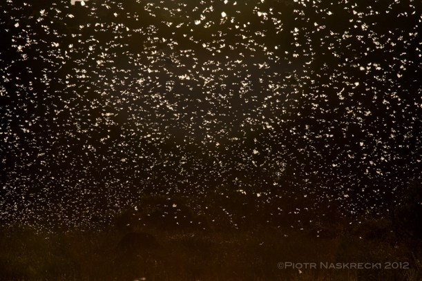 A swarm of brown locusts in Eastern Cape, South Africa [Canon 1Ds MkII, Canon 100-400mm]