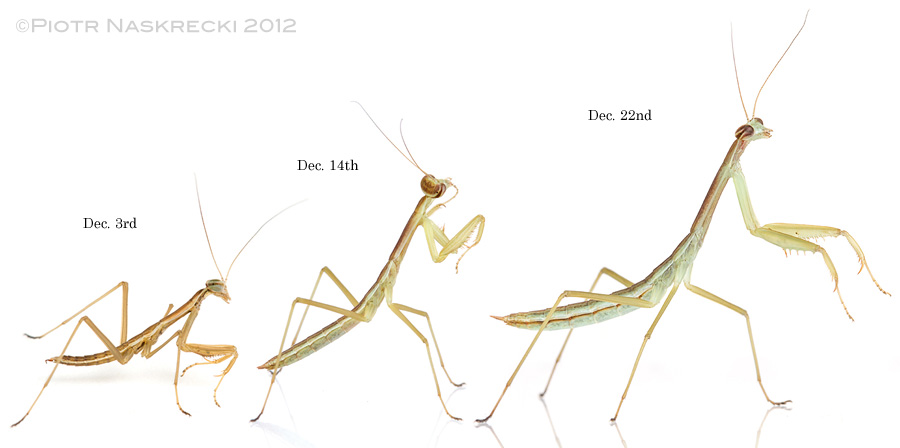 Instars I, II, and II of the Chinese mantis (Tenodera parasinensis).