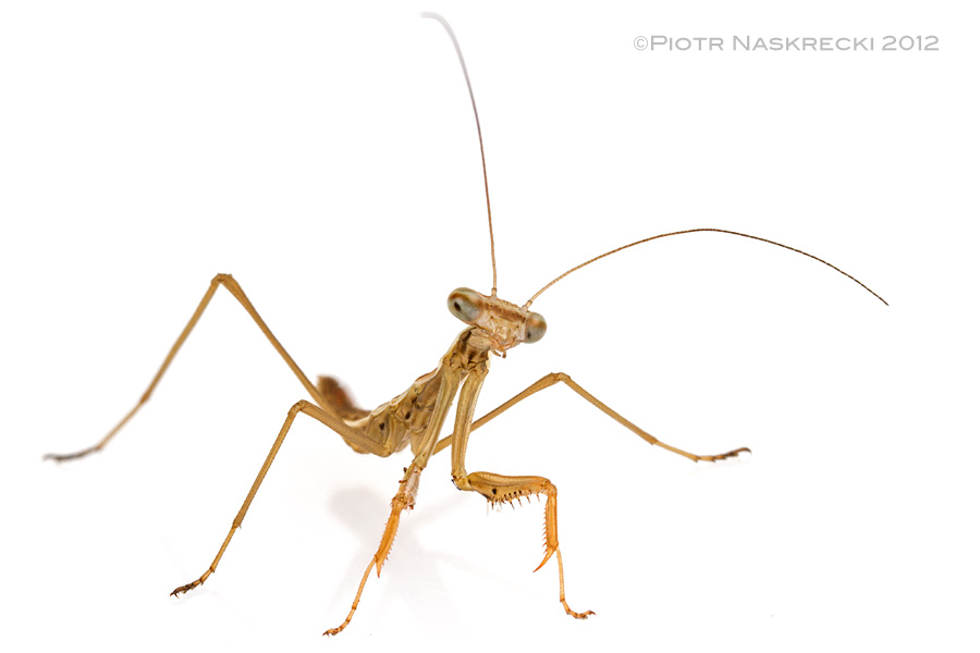 A newly hatched CHinese mantis (Tenodera parasinensis) [Canon 7D, Canon 100mm macro, 3 speedlights Canon 580EXII]