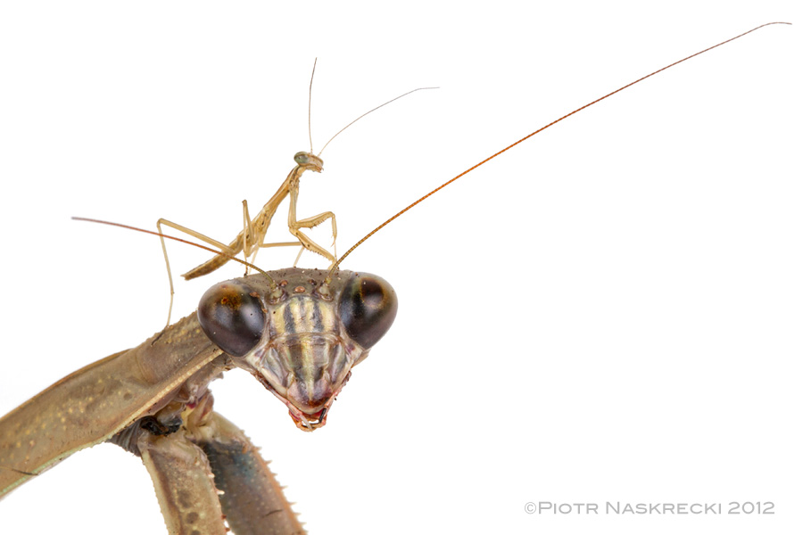 A proud mother with one of her babies [Canon 7D, Canon 100mm macro, 3 speedlights Canon 580EXII]