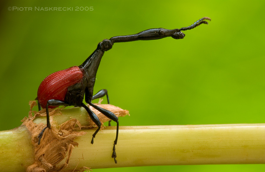 The long “neck” of the giraffe weevil (Trachelophorus giraffe) is used in ritualized male combat (Madagascar). [Nikon D1X, Sigma 180mm macro]