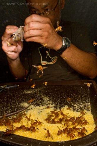 Wide-angle macrophotography usually requires long exposures, and thus capturing fast-moving animals is difficult. Here, mammalogist Burton Lim is processing bats collected in Suriname, while small stingless bees are gorging on cornmeal that he uses to dry his specimens. I was able to freeze the action and partially expose the background using twin flashes Canon MT-24EX, and Canon EF 14mm mounted on Canon 7D.