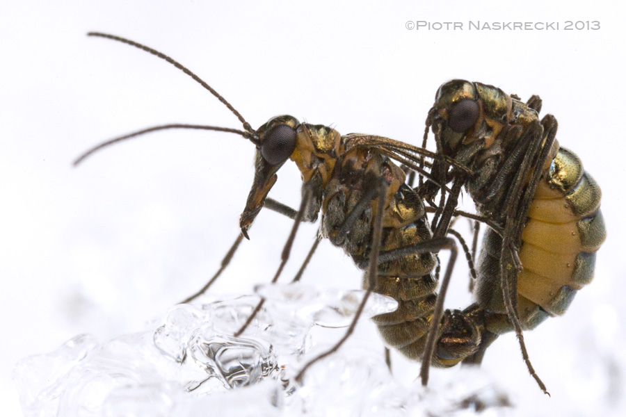 The male has highly modified wings that resemble a pair of scissors. He uses them to claps the female's elongated mouthparts during mating. [Canon 1D MkII, Canon MP-E 65mm, 2 speedlights Canon 580EX]