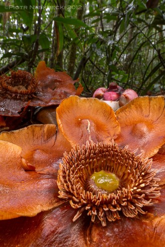 In order to get a sharp photo of this Clusia grandiflora flower on the dark, shady forest floor in Suriname I filled a small Ziplock bag with soil and leaves, and used it as a beanbag. This 1 second exposure was taken with a Canon EF 14mm on Canon 7D, illuminated with twin flashes Canon MT-24EX.