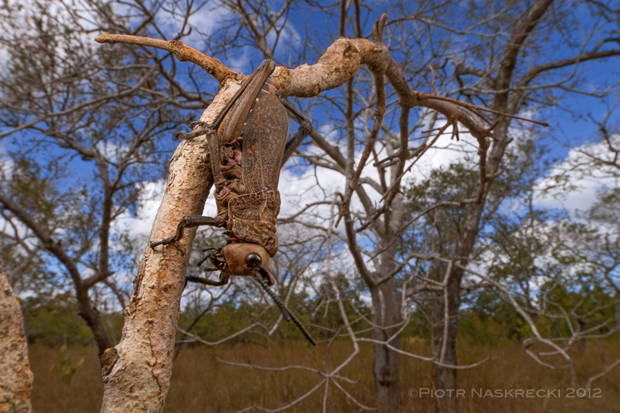The greater the depth of field the stronger the illusion that you are part of the scene. This photo of a foam grasshopper (Dictyophorus griseus) from Mozambique was taken with a Canon EF 14mm on Canon 7D, illuminated with twin flashes Canon MT-24EX.