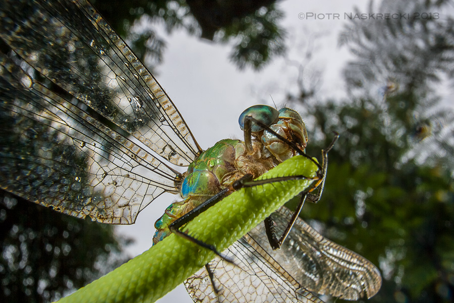 Costa Rican dragonfly (Gynacantha tibiata) drying off its wings after the rain. Taken with a Canon 16-35mm lens with an added extension tube Canon EF 12 II; lighting was provided by a twin flash Canon MT-24EX.