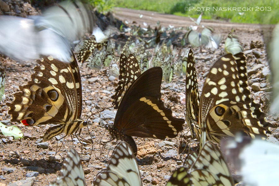 In Eastern Cape of South Africa, a beautiful flock of butterflies is puddling on the side of a road. [Canon 7D, Canon 16-35mm]
