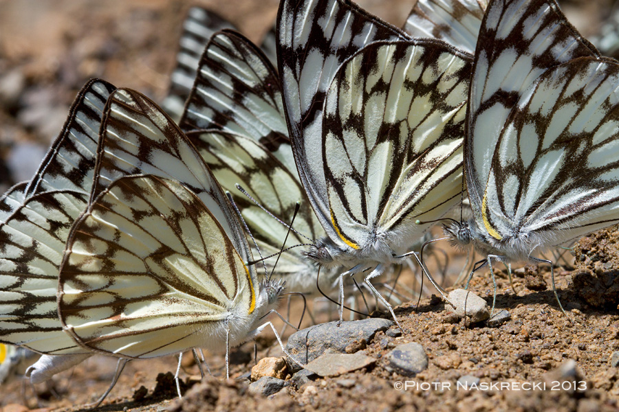 African veined white (Belenois gidica) extracting minerals from wet sand (Eastern Cape, S. Africa) [Canon 7D, Canon 100mm macro]