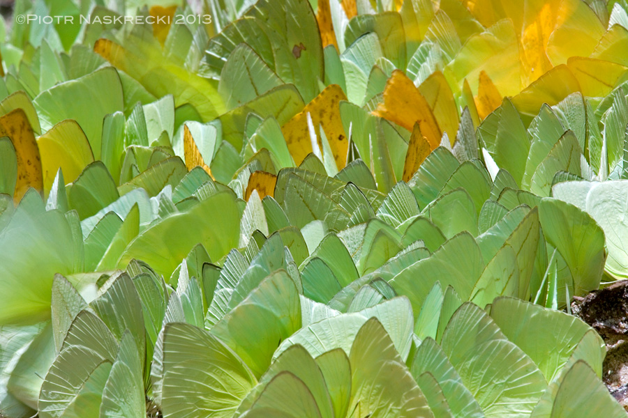A cluster of puddling butterflies on a sandy river bank in Guyana [Canon 5D, Canon 100-400mm]