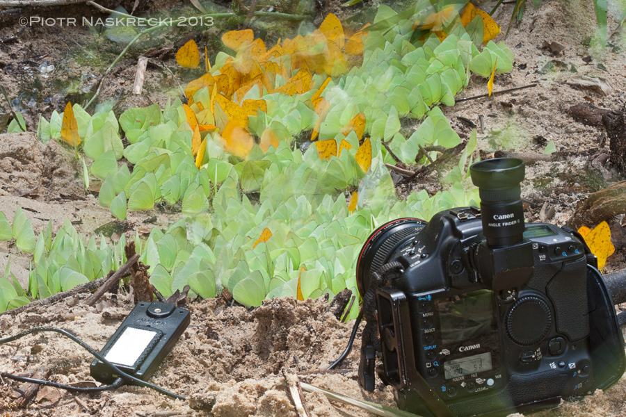 Puddling butterflies turned out to be remarkably skittish – in order to get a wide angle shot of these insects I had to leave the camera in the sand, and use a radio controlled trigger (seen on the left) to get the shots. [Canon 5D, Canon 100-400mm]