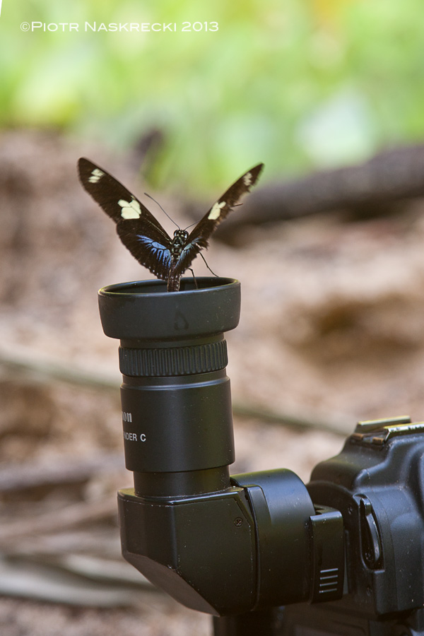 To some butterflies, residues of my sweat were more tempting than the stuff in the sand (tapir – 0, me – 1) [Canon 5D, Canon 100-400mm]