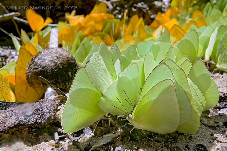 This large aggregation of butterflies puddling in Guyana is probably made up mostly of male individuals. [Canon 1Ds MkII, Canon 16-35mm]