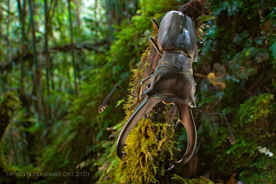 A stag beetle (Cyclommatus eximius) from the highlands of New Britain, Papua New Guinea. Here I used a Canon 16-35mm with an extension tube, mounted on a full-frame camera Canon 1Ds MkII.