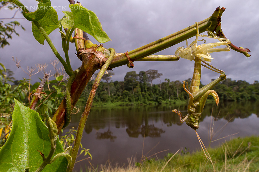 Even in extreme wide-angle closeups, flash illumination is not always required. This molting grasshopper in Suriname was photographed using only ambient light with a hand-held Canon 7D camera and Canon 14mm lens.