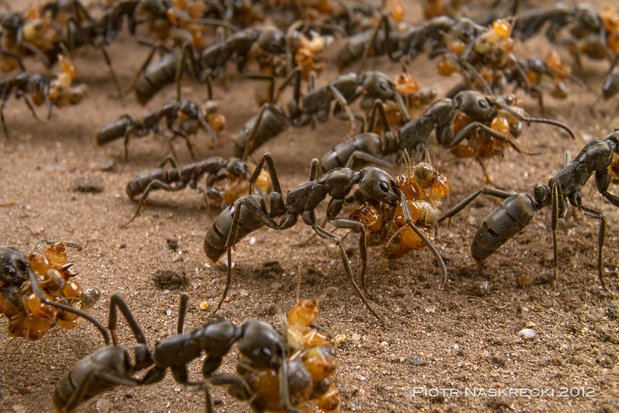 A column of Matabele ants (Pachycondala analis) returning from a successful raid on a colony of termites in Gorongosa National Park in Mozambique. This photo was taken with a Canon 16-35mm lens with an added extension tube Canon EF 12 II; lighting was provided by a diffused twin flash Canon MT-24EX.