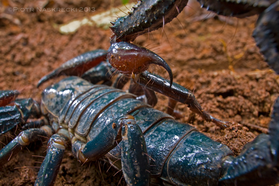Wide-angle macro does not necessarily mean that the scene must include a part of the landscape. It can also be used to draw attention to a detail of the main subject, such as the stinger of this scorpion (Pandinus imperator) from Ghana. Here I used a Canon 16-35mm lens with an added extension tube Canon EF 12 II on a Canon 1Ds MkII body; despite the closeness to the subject (its telson was nearly touching the lens) I was able to use a simple reflector to illuminate the scene.