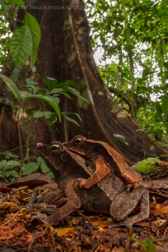 Getting low to the ground enhances the illusion that you are as small as the subjects of the photo. I photographed these leaf toads (Rhinella lescueri) in Suriname using a Canon EF 14mm on Canon 7D with an angle viewfinder, and lighted it with a single speedlight Canon 580EXII in a softbox.