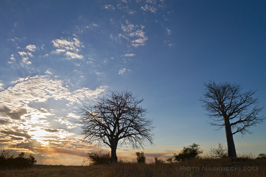 The bark of baobabs (Adansonia digitata), a common tree of Gorongosa,  is a great place to look for cryptic animals.