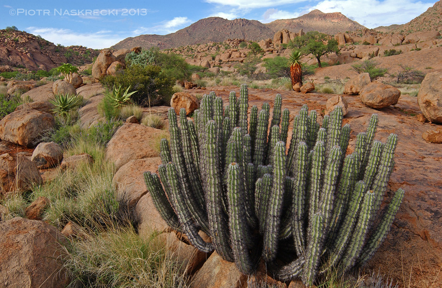 Habitat of the Gladiator on top of the Brandberg Massif in Namibia [Nikon D1x, Nikkor 17-35mm]