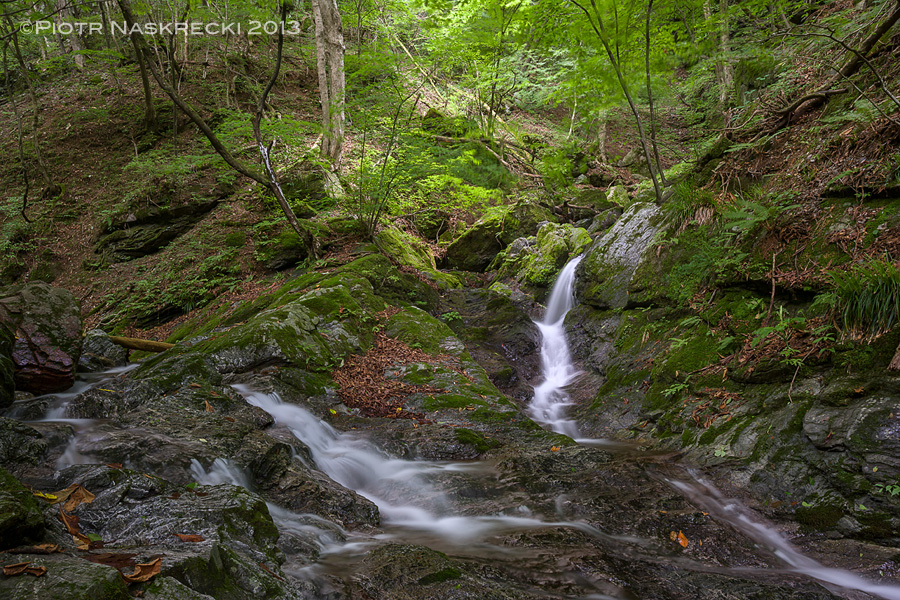 Cool, shady, and humid subalpine and alpine valleys in the beautiful Chichibu-Tama-Kai National Park not far from Tokyo are an example of the typical habitats of Japanese ice crawlers. [Canon 1Ds MkII, Canon 16-35mm]