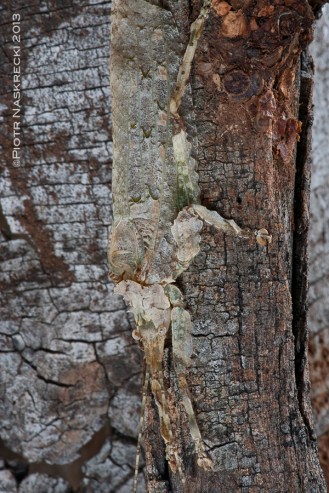 Bark katydid (Cymatomera denticollis) looks just like a flake of bark.