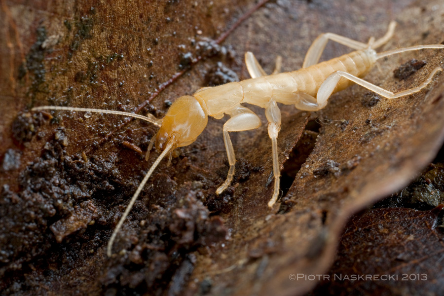Japanese species of ice crawlers, or garoamushi, are distinctly larger than their American counterparts and, because of their higher metabolic rates, faster and more difficult to catch. The species most common in Japan is Galloisiana nipponensis. Garoamushi are found primarily in areas that have a mean annual temperature of 12°C, but even in these cool areas they hide deep in the soil throughout most of the year. [Canon 1Ds MkII, Canon MP-E 65mm, 2 speedlights Canon 580EX]