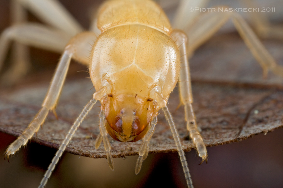 In contrast to North American species, the fossorial Asian species, like this Japanese Galloisiana nipponensis, which spend their entire life deep underground, are blind and never forage on the surface. [Canon 1Ds MkII, Canon MP-E 65mm, 2 speedlights Canon 580EX]