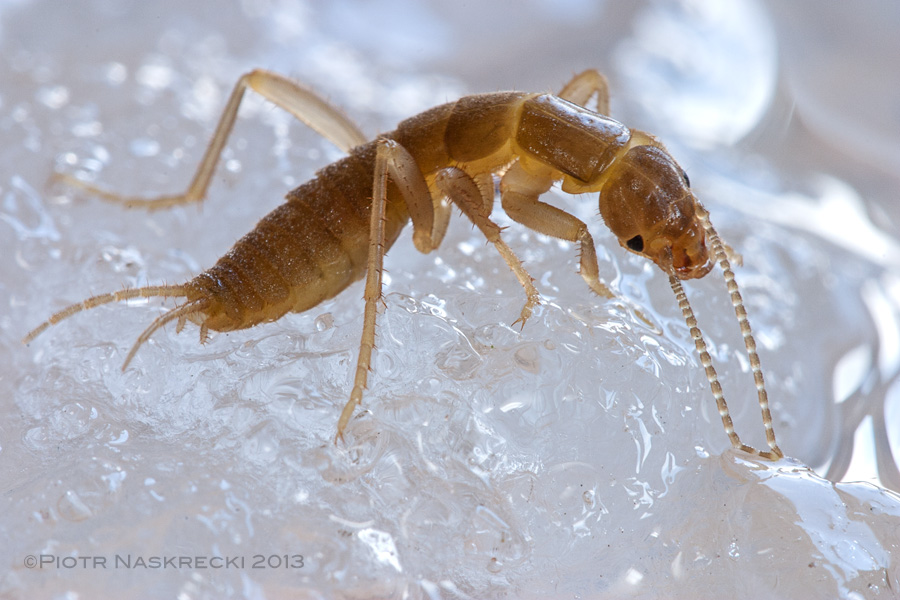 Ice crawler Grylloblatta campodeiformis from Alberta, Canada. [Canon 10D. Canon 100mm, ambient light]