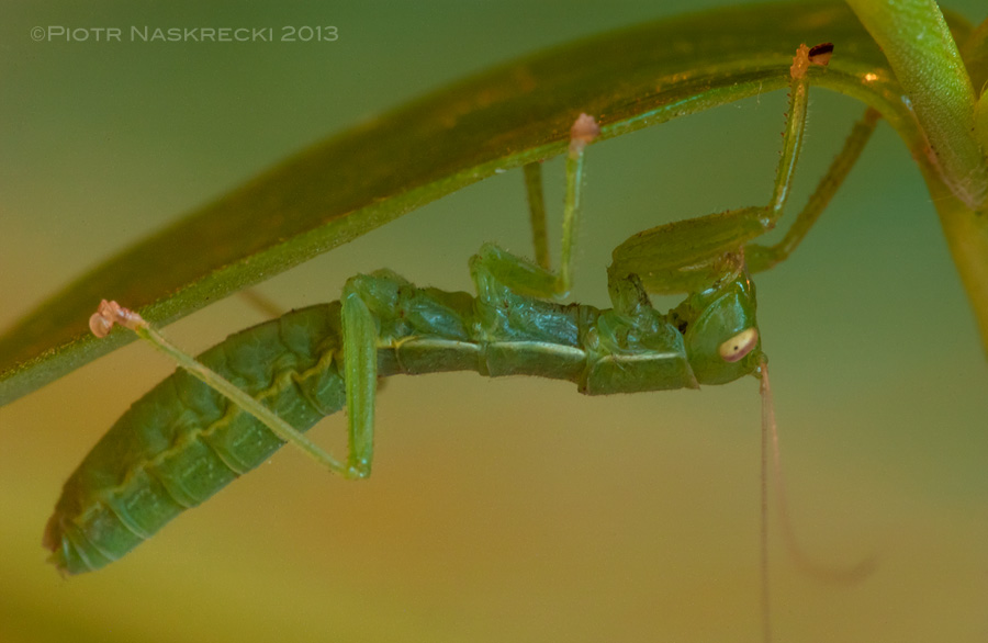 Kuduberg heelwalker (Mantophasma kudubergense) from Namibia [Nikon D1x, Sigma 180mm]