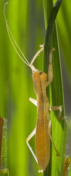 Kuduberg heelwalker (Mantophasma kudubergense) from Namibia [Nikon D1x, Sigma 180mm]