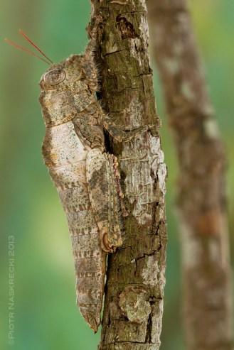 Trees of the southern African savanna are home to wingless grasshoppers of the family Lentulidae. They display many characteristics typical of juvenile stages, and entomologists speculate that this group may be an example of neoteny. (Mecostibus mopanei, Gorongosa).