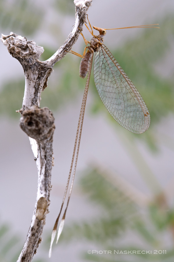 Spoon-winged lacewings (?Nemia sp.) from Richtersveld National Park, South Africa [Canon 1Ds MkII, Canon 100mm macro, 2 x Canon 580EX]