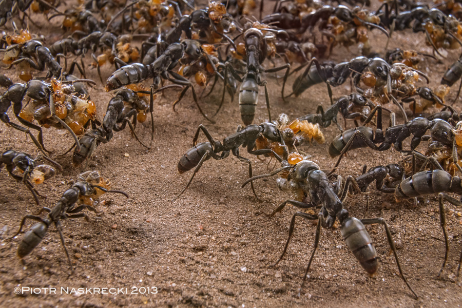 Matabele ants (Pachycondyla analis) returning from a successful raid on a termite colony in Gorongosa. [Canon 7D, Canon 16-35mm with an extension tube Canon EF 12 II, diffused twin flash Canon MT-24EX]