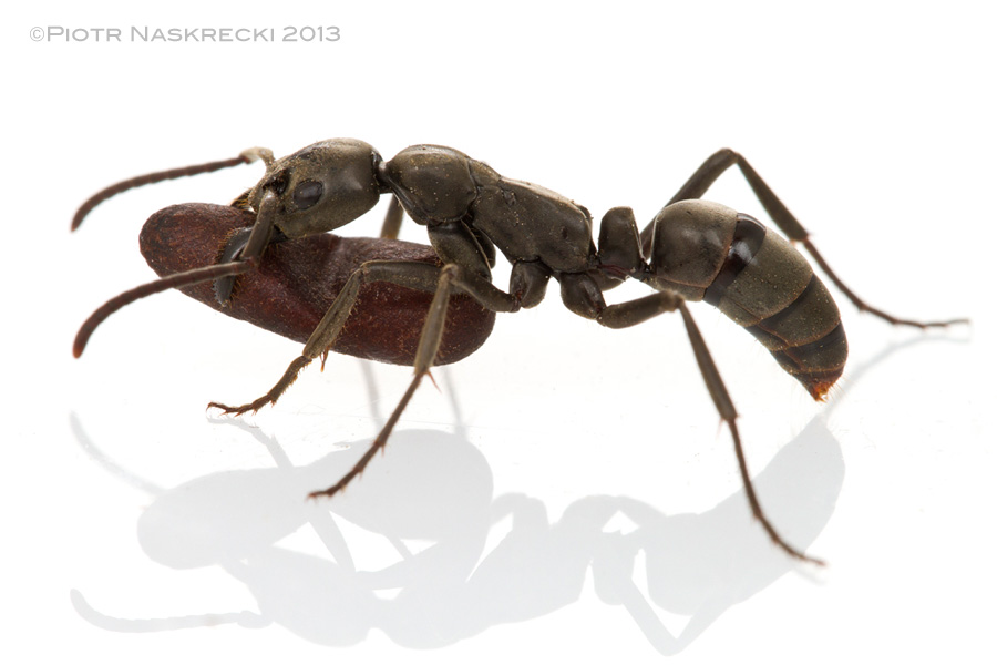 Matabele ant worker carrying a pupa [Canon 7D, Canon MP-E 65mm, 3 speedlights Canon 580EXII]