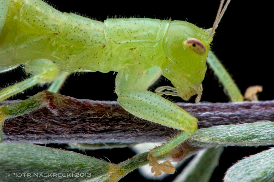 A yet undescribed species of heelwalker (Sclerophasma sp.) from South Africa [Canon 1D MkII, Canon 100mm macro, 2 speedlights Canon 580EX]