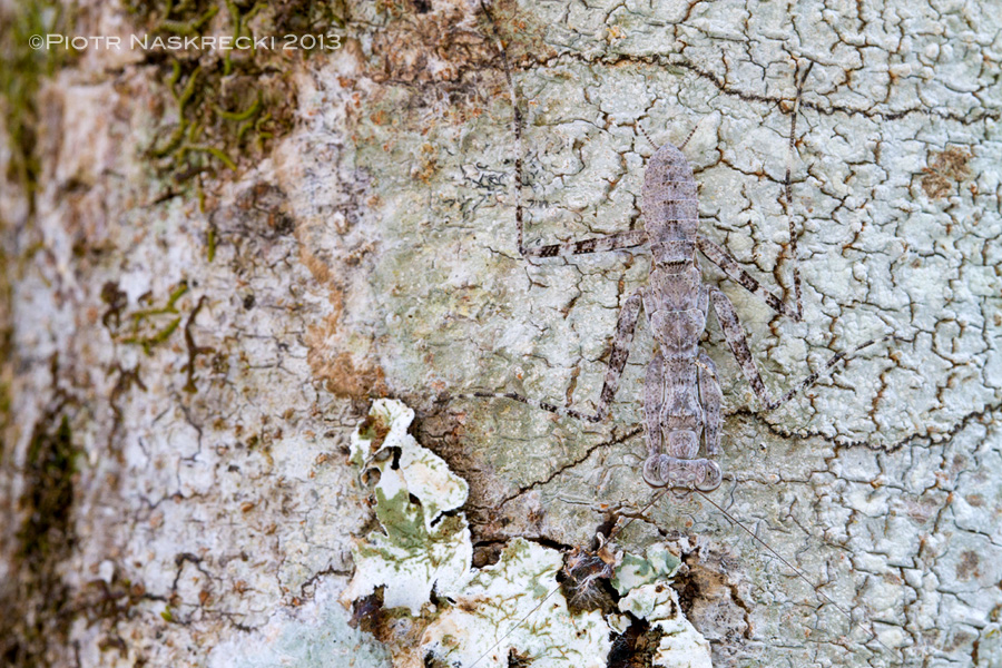 A young praying mantis (Theopompa sp.) is nearly invisible on a lichen-covered bar, and as dangerous to animals living on trees as a lion is to grazers of the Gorongosa plains.