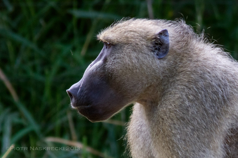 This Yellow baboon (Papio cynocephalus) got in our cabin this morning and stole our bananas. Just a reminder to keep our doors and windows locked, we are on their turf here.